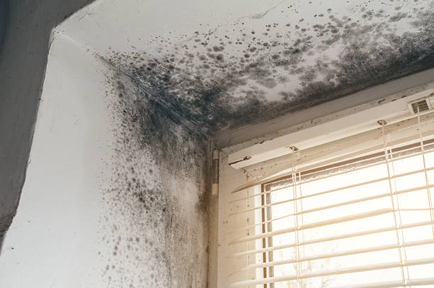 Affordable Basement Mold Removal solutions in Brandywine, MD